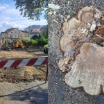 NAJBOLJ VROČE POLETJE, V MARIBORU PA MORIJO DREVESA
